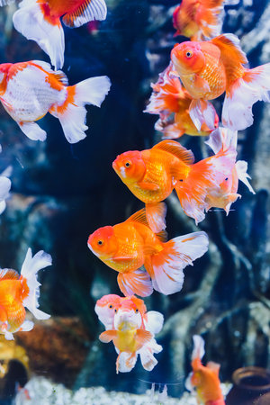 Orange oranda goldfish in aquariumの写真素材