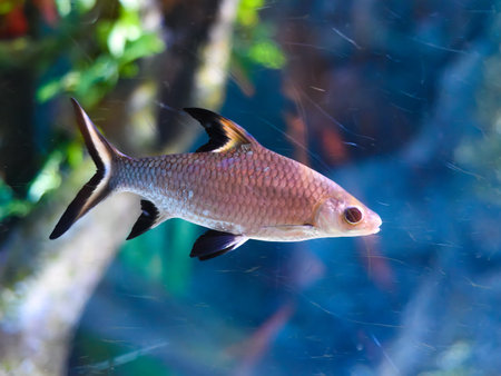 Bala shark or silver shark in aquarium in Thailandの写真素材