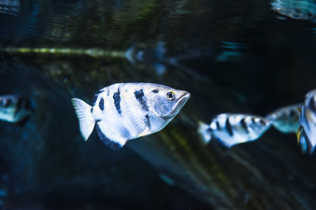 Toxotes chatareus, known by the names common archerfish, seven-spot archerfish or largescale archerfishの写真素材