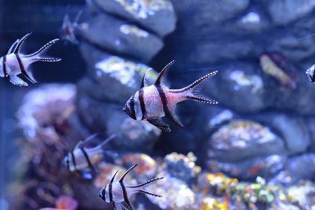 Banggai cardinalfish (Pterapogon kauderni) swimming in a aquarium in Thailandの写真素材