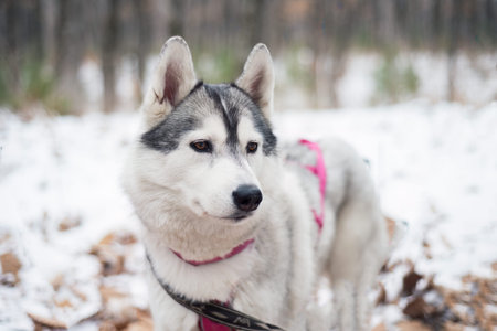 Portrait of young siberian husky looking away