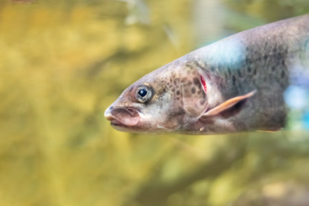 Siberian taimen (Hucho taimen), also known as the common taimenの写真素材