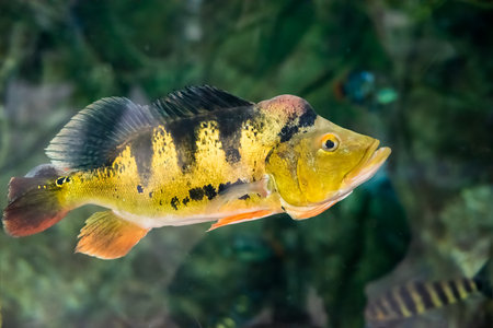 Cichla ocellaris,  known as the butterfly peacock bass in aquariumの写真素材