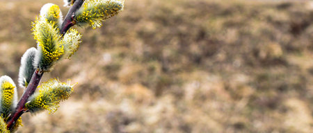 Pussy willow with furry flowering catkins in early springの写真素材