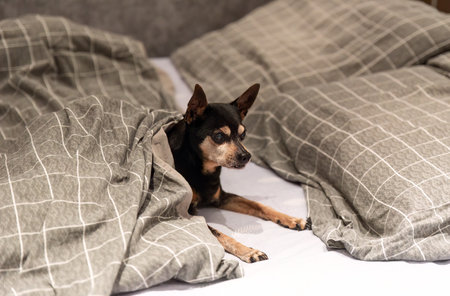 18 years old senior dog toy terrier laying under blanket in the bedの写真素材