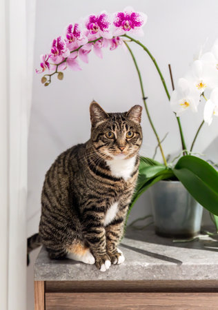 Tabby female domestic cat with cut ear sitting near orchid on the tableの写真素材
