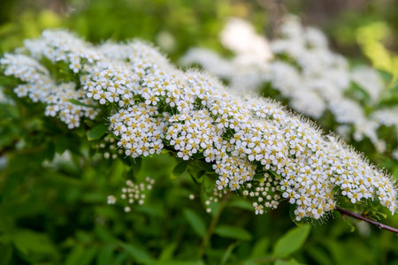 Spiraea nipponica growing in far east of russia