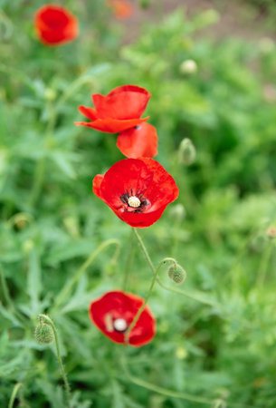 Bright view of flower bed with poppies on a summer hot sunny day