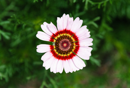 Ismelia carinata, the tricolour chrysanthemum, tricolor daisy or annual chrysanthemum close up