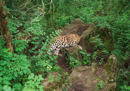 The Amur leopard (Panthera pardus orientalis) enjoying and laying on the stone, resting in the...