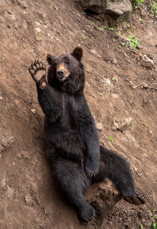 The Kamchatka brown bear (Ursus arctos beringianus), also known as the Far Eastern brown bear or Russian sittingの写真素材