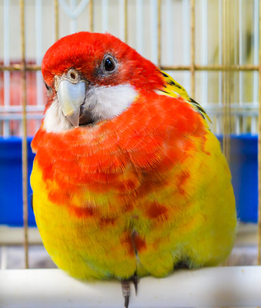 The eastern rosella (Platycercus eximius) bird