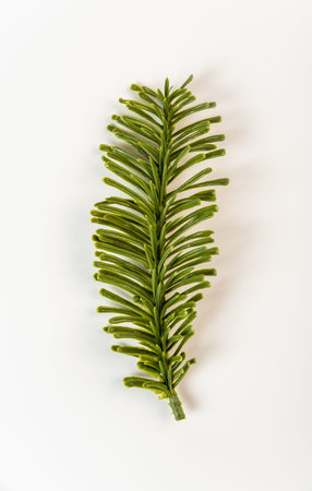 Fake fir tree branch for decorating of bouquets and home