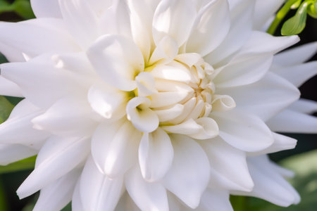 White dahlia flower on green background. Russian Far Eastの写真素材