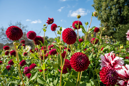 Red dahlia flower on green background. Russian Far Eastの写真素材
