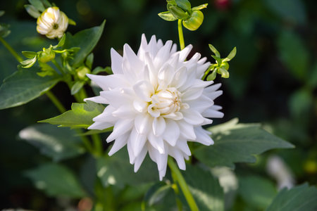 White dahlia flower on green background. Russian Far Eastの写真素材