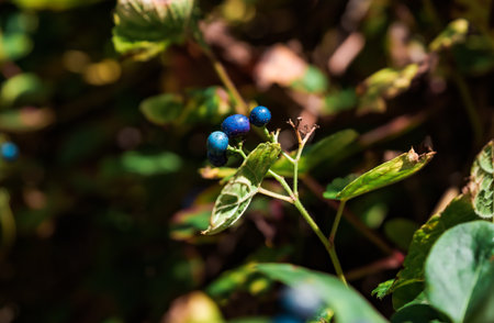 Berries of Ampelopsis heterophylla close upの写真素材