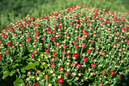 New red Chrysanthemum growing close upの写真素材