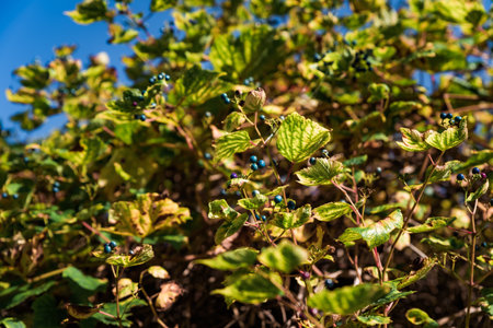 Berries of Ampelopsis heterophylla close upの写真素材