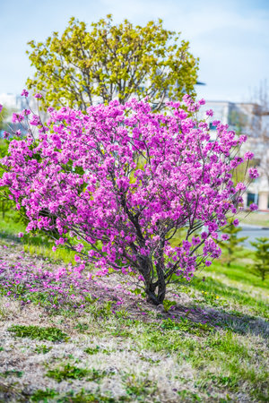 A single blooming bush of Rhododendron dauricum with vibrant pink flowers. Vertical photo taken in the Russian Far East, Primorsky Krai, during springtimeの写真素材