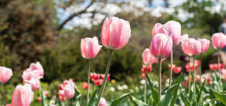 Pink tulips of the Triumph variety blooming in a flowerbed during spring. The vibrant flowers create a postcard-like scene with a blurred background and copy spaceの写真素材