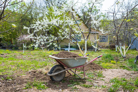 A garden wheelbarrow filled with soil and manure for spring fertilizing stands under a blooming tree...