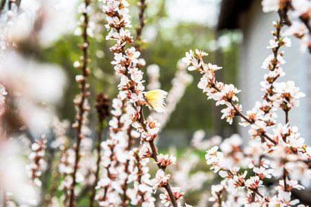 A yellow butterfly Nymphalis antiopa, family Nymphalidae rests on a blooming cherry branch in springtime. Delicate white flowers with pink hues create a serene naturalの写真素材
