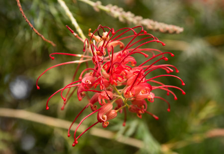 Close-up of Grevillea 'Robyn Gordon', a striking red flower native to Queensland, Australia, from the Proteaceae family, in natural sunlightの写真素材