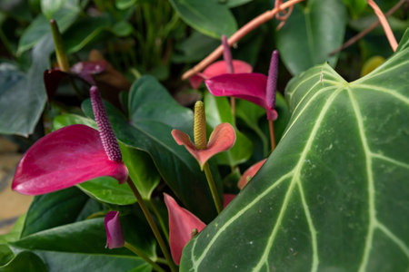 Bright pink Anthurium andraeanum flowers, variety Arizona, with purple and yellow spadices,...