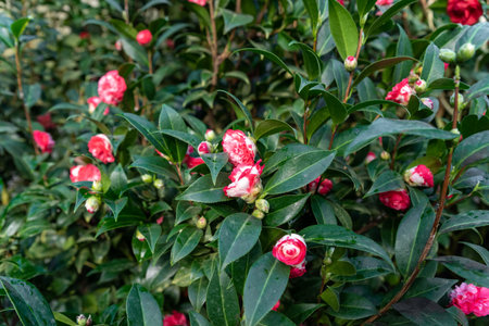 Close-up of red and white camellia flowers with glossy green leaves, captured on a bush in a natural garden settingの写真素材