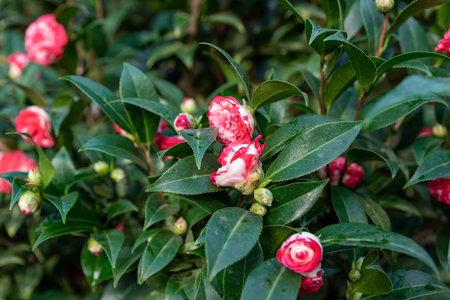 Vibrant red and white camellia flowers in full bloom surrounded by lush green foliage, creating a striking contrast in a serene garden sceneの写真素材