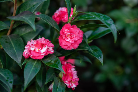 Lush camellia bush with red and white blooms, surrounded by shiny green leaves, creating a fresh and vibrant garden detailの写真素材