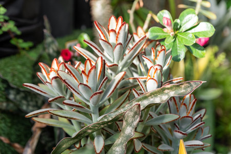 Macro shot of Kalanchoe tomentosa, showcasing velvety leaves with red-brown tips, illuminated by sunlight, set against a lush backgroundの写真素材