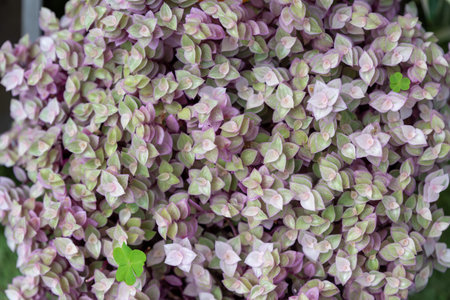 Close-up of Callisia with small pink and green variegated leaves, creating a vibrant, dense texture