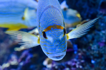 Single sailfin snapper with blue lines and bright yellow fins gliding through a tropical coral reef...