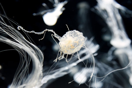 The Chrysaora pacifica jellyfish pulses with quiet elegance, its ghostly form a vision of minimalist...