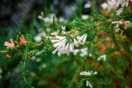 Close-up of white flowering Heath erica (also known as Erica carnea) with delicate blooms and green needle-like foliage.の写真素材