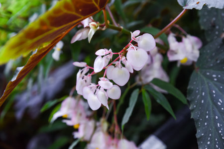 White-flowered Begonia thurstonii (family Begoniaceae) in Singapore. A rare color variant of this tropical ornamental plant, cultivated in botanical collectionsの写真素材