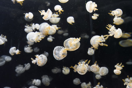 Bloom of lagoon jellyfish swimming in black water. Semi-transparent bodies and soft motion in an elegant marine scene.の写真素材