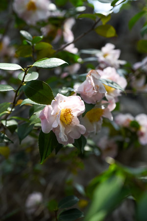 Double-flowered Camellia japonica in shades of pink and white, Shanghai. Detailed shot showing layered petals and perfect symmetry of this winter-blooming ornamental plantの写真素材