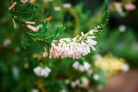 Macro view of Heath erica (syn. Erica herbacea) flowers with unique cream-pink to orange-tipped blooms.の写真素材