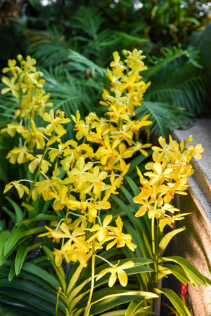Vertical close-up of Yellow Sun Vanda orchid in bloom. Bright yellow petals and tropical detail make...