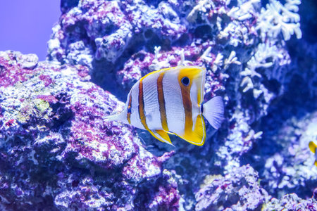 Colorful copperband butterflyfish swimming near corals in a tropical aquarium. Vibrant marine life and exotic fish species in clear blue waterの写真素材