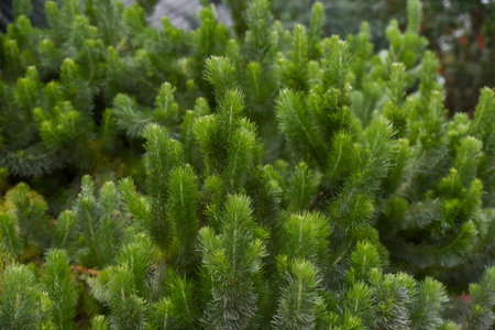 Closeup of Adenanthos sericeus plant with fine, soft, silvery green foliage resembling conifer...