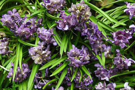 Horizontal photo of Vandachostylis Guardant orchid in full bloom, capturing deep violet tones and...