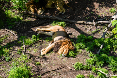 Sleeping lion basks in sunlight in a lush forest in Primorsky Krai near Shkotovo, showcasing...