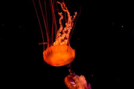 Chrysaora fuscescens, known as Pacific sea nettle, glows in the dark water with vibrant orange colors and trailing tentacles in motion.の写真素材