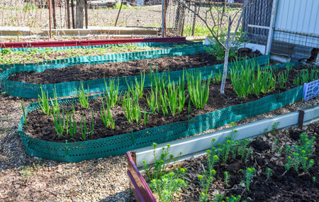 Homemade garden beds with young green plants growing in village garden. DIY raised beds for hobby gardening and sustainable food cultivation outdoors.の写真素材