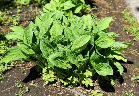 Green hosta plant growing in a garden on a sunny day. Lush textured leaves with prominent veins create a vibrant and natural foliage background.の写真素材