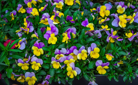 Close-up of blooming Viola tricolor flowers with vibrant yellow and purple petals, surrounded by...